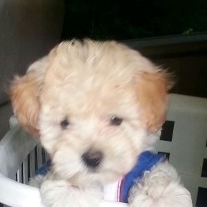 Meet your Posher, Angel